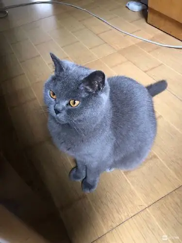 【转卖】蓝猫,母,2岁