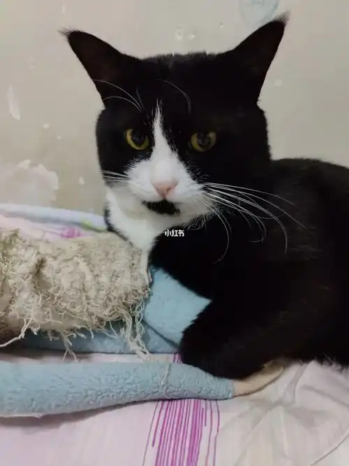 欣赏一下我家十五块钱花卉市场买的奶牛猫