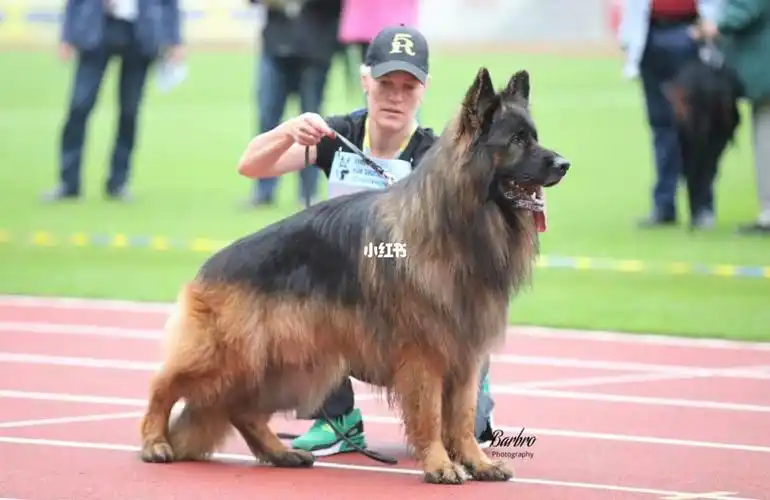 分享一个德国长毛组狼王