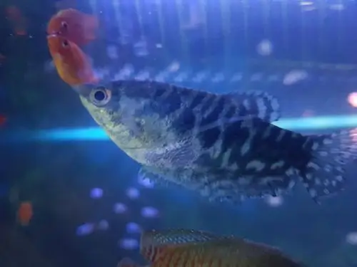 蓝曼龙哪条是公母求大神 - 孔雀鱼玩家 - 龙巅孔雀鱼