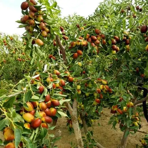 枣树活苗北方南方大枣超甜特大庭院嫁接冬枣地栽果树果苗当年结果