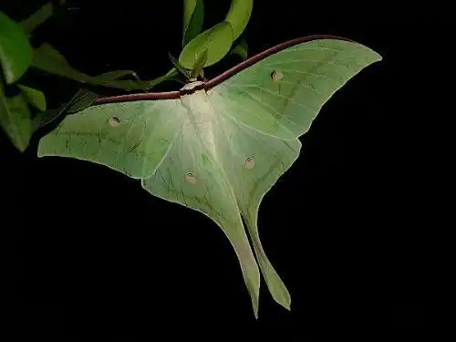 朋友你好 这个是大蚕蛾科的 绿尾大蚕蛾,很长见不是稀有品种.