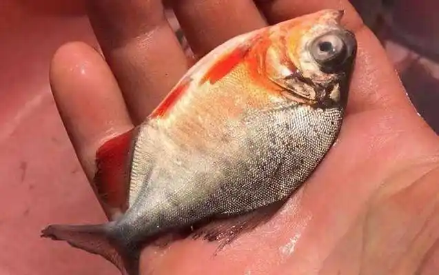 淡水白鲳价格多少钱一斤