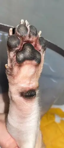 讨论狗狗脚掌红红的怎么办
