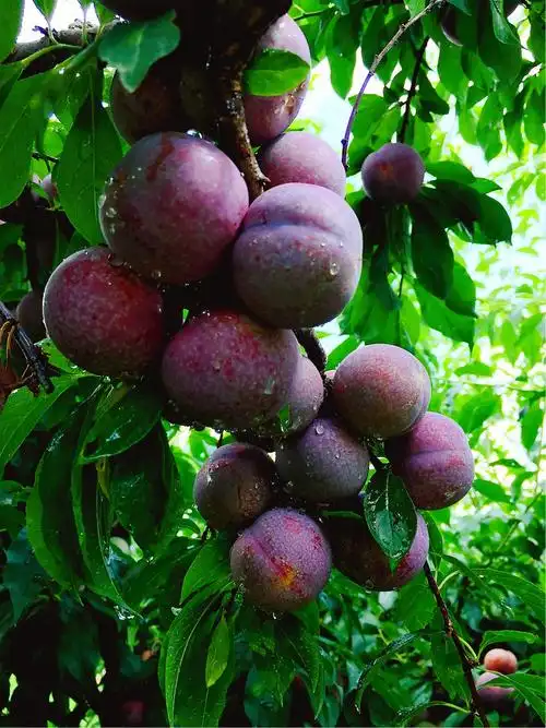 【早读18150】走进钱排镇,品味三华李 - 美篇