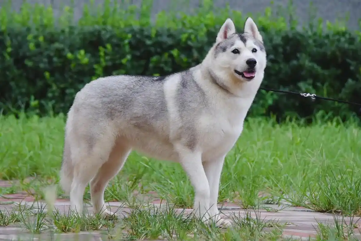 哈士奇 #血统哈士奇 #狼部落哈士奇 做了九年哈士奇繁殖, - 兑趑