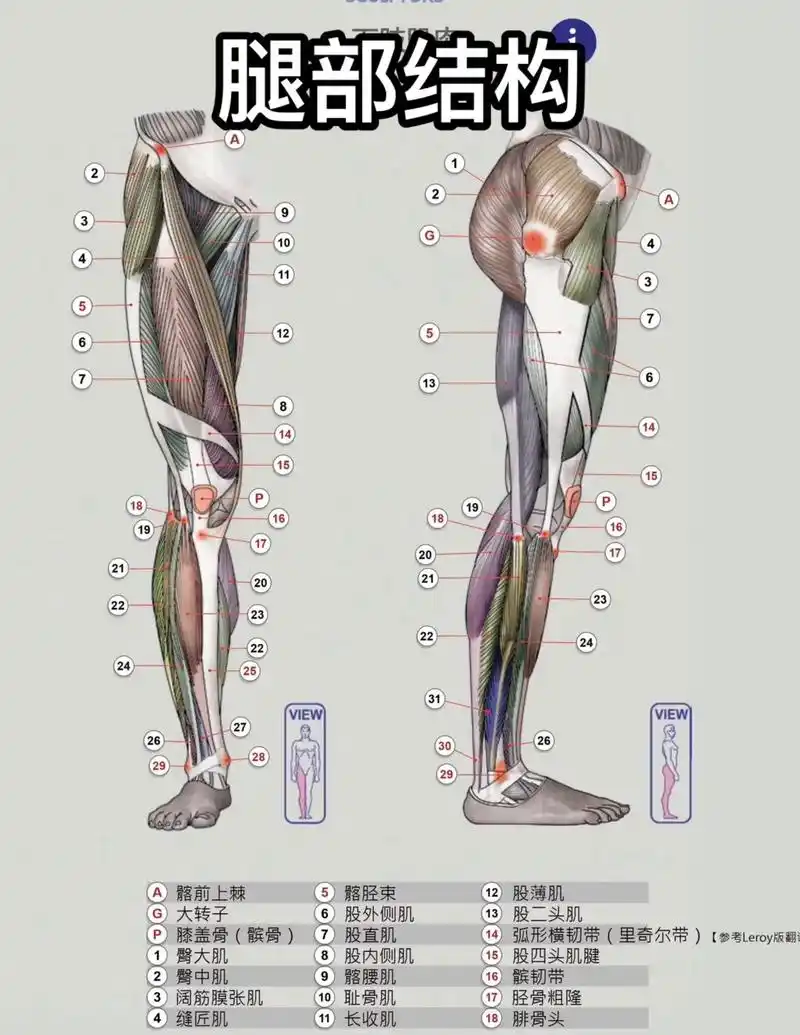 全文默写系列———有一腿.一次把腿部肌肉结构弄清楚#3d建模 - 抖音