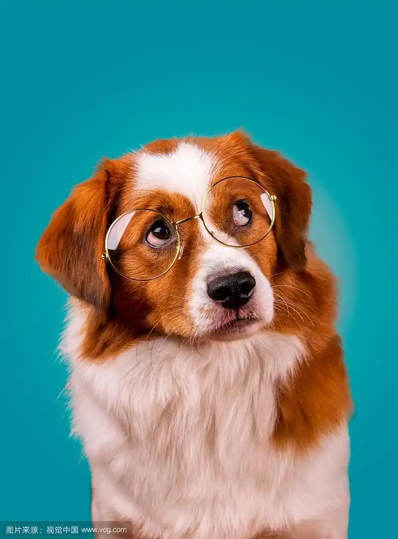 戴着眼镜表情可爱的狗狗