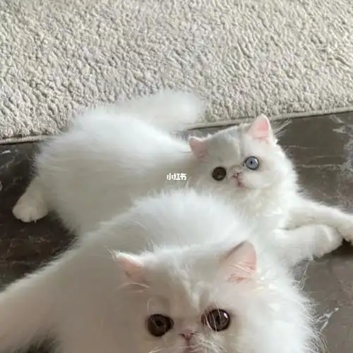 异瞳波斯妹妹稀有鸳鸯眼找新家_波斯猫_宠物_加菲猫_疫苗_软萌_异国