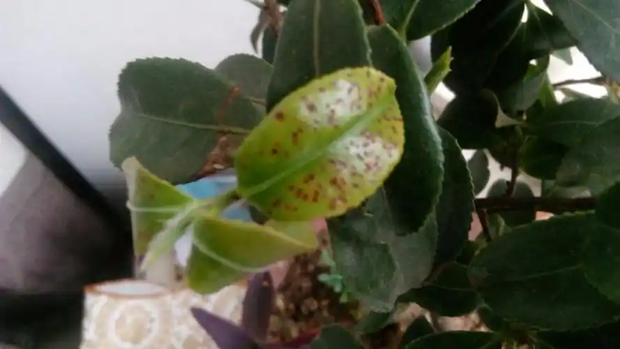 山茶花的叶子有一些褐色的斑点是怎么回事啊?