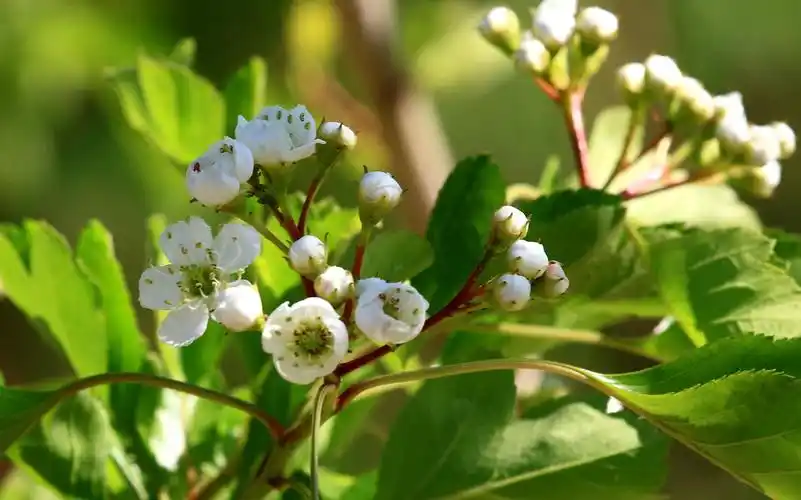 【套图】漂亮的山里红花(郑州)-蜂鸟网