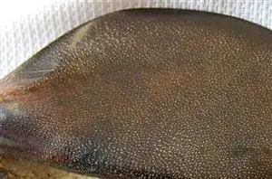 犀牛角拍卖成交价,犀牛角拍卖纪录