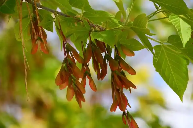 槭树果实很好看原创拍摄