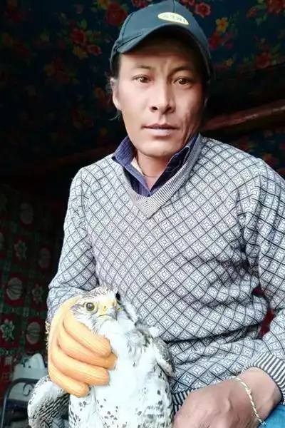 扎西多杰救护猎隼过程中还被它咬伤了小拇指