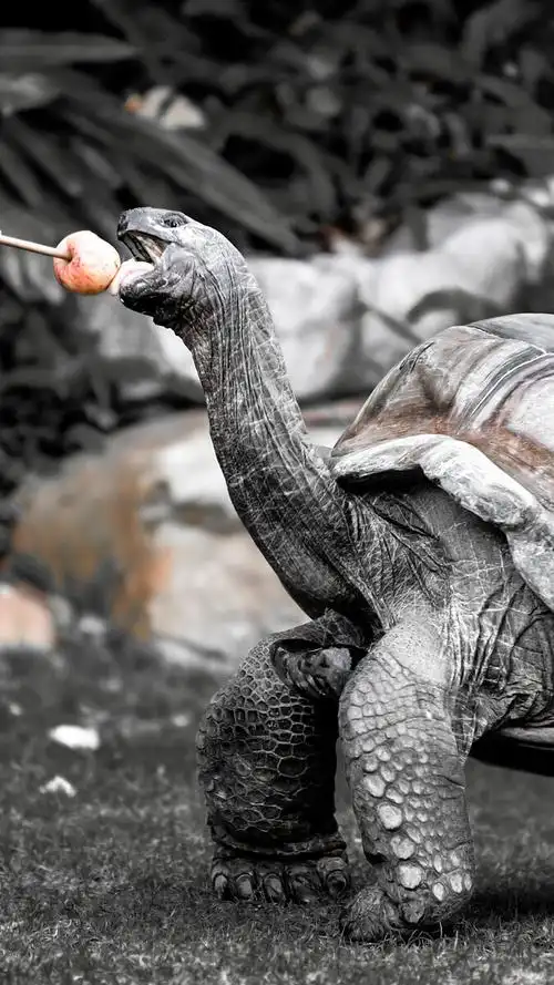 长隆亚达伯拉象龟 - shangrilapanyu新记 - 图虫