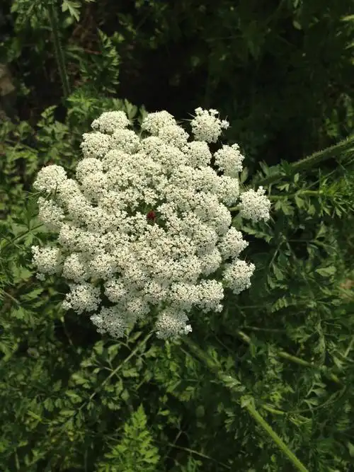 有谁知道这个白色野花叫什么?感激不尽!