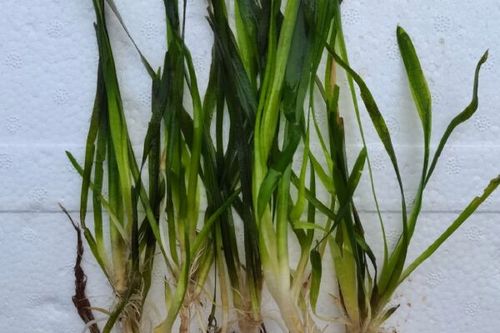 8/斤 矮叶苦草 四季常青水草 无忧草  扁担草 量大价优 包邮