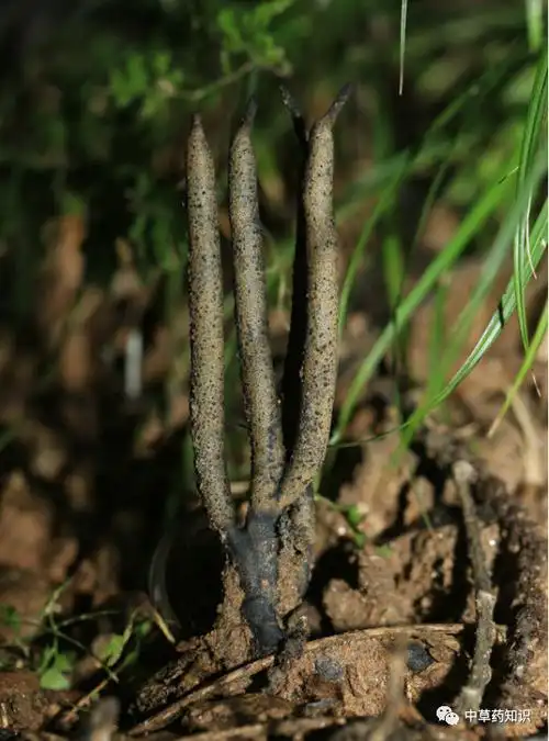 乌灵参药材性状:性状鉴别 菌核球形,椭圆形或卵形