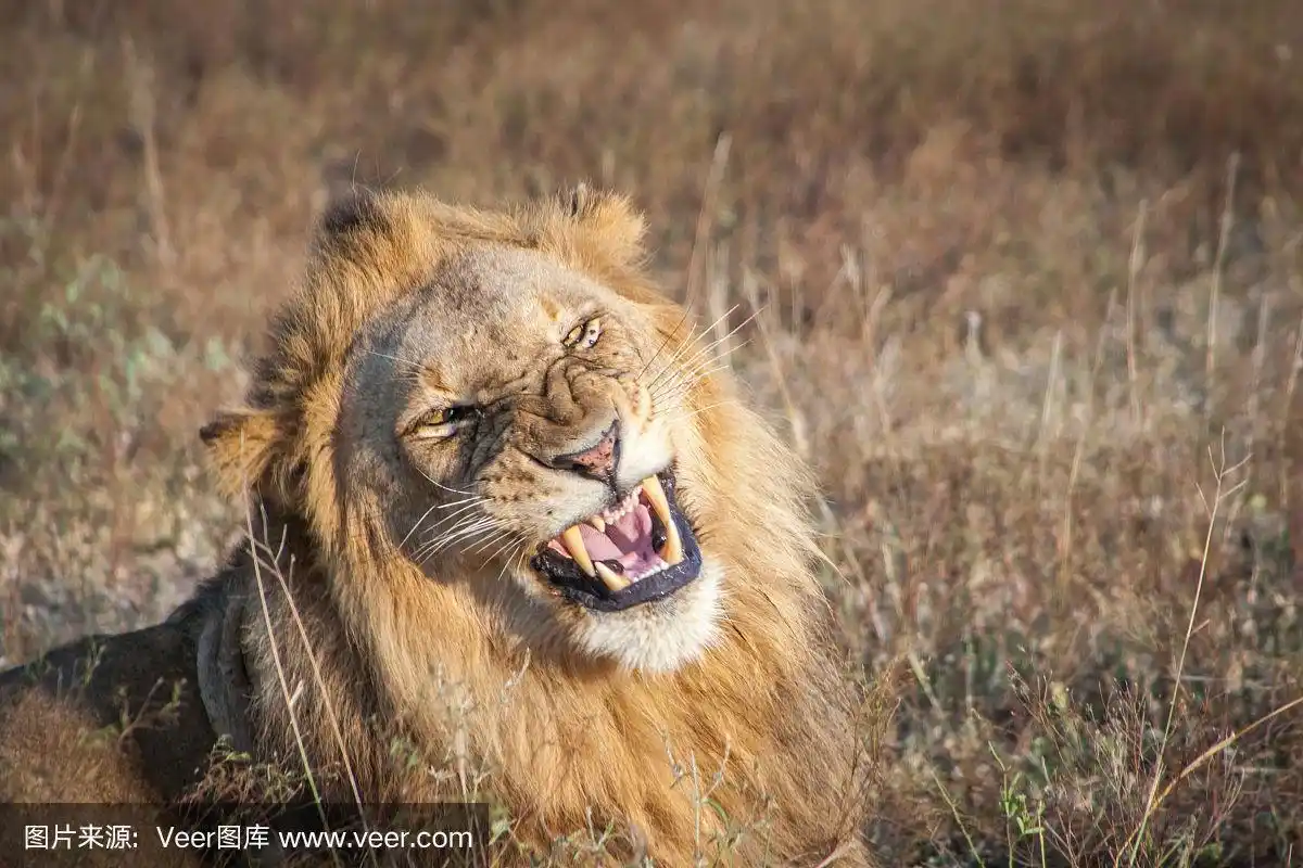 咆哮的雄狮.