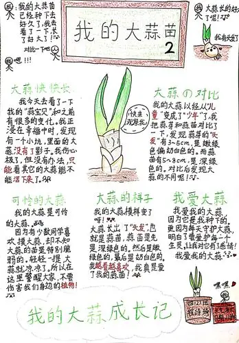 小蒜苗成长记,汉口辅仁小学自然笔记活动(六)