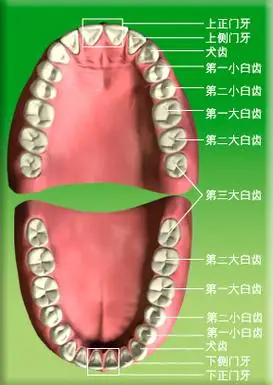 恒齿的出牙时间