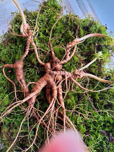 人参东北长白山新鲜新鲜人林下山野养生老参20年山参