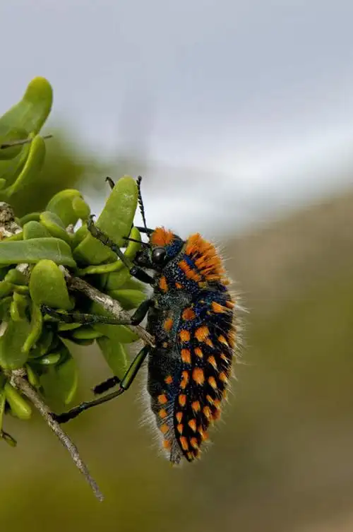 旅游,度假,美景,叶子,非洲,南非,朦胧,模糊,昆虫,景观,绿叶,甲壳虫