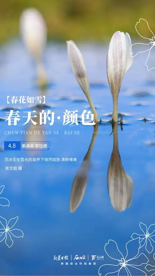 春天的颜色春花如雪在新疆邂逅一场白色浪漫