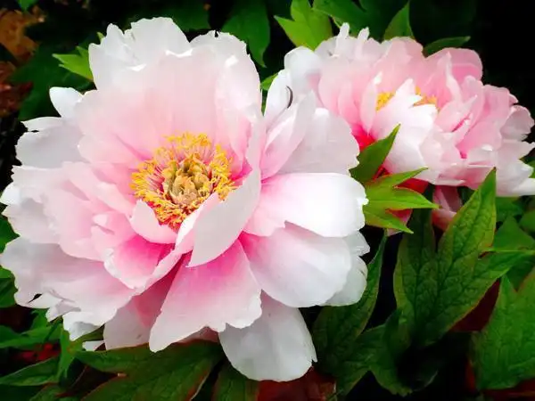 常见的牡丹名贵品种都想种到院子里好漂亮