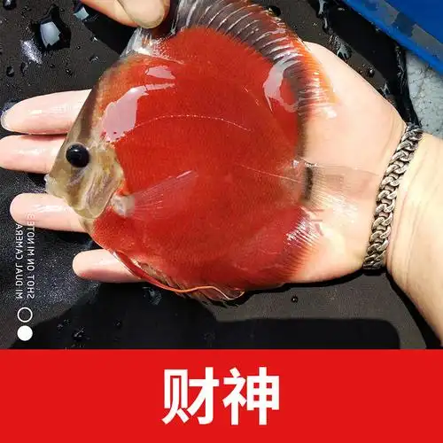 由子热带鱼中小型七彩神仙鱼苗活体财神豹点观赏淡水金鱼好养 财神2条