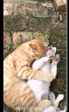 224_360gif 动态图 动图