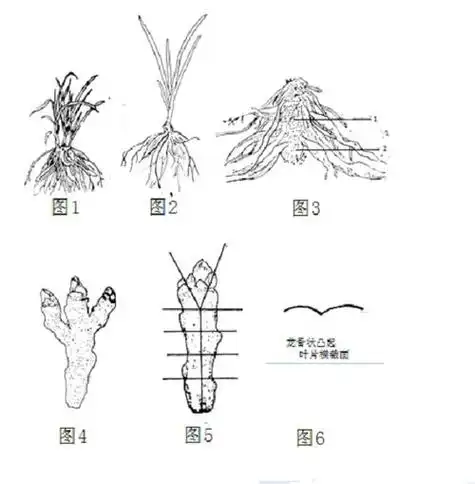 不同形态的茎简笔画