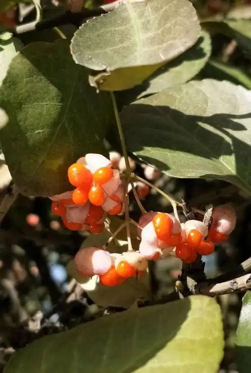 秋季扶芳滕(士杜仲)结出晶莹剔透的橙色果实.
