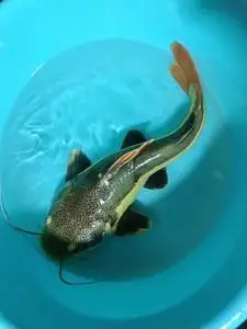 进口正品红尾招财猫鱼活体红尾狗仔鲸鲶鱼大型热带凶猛观赏鱼宠物