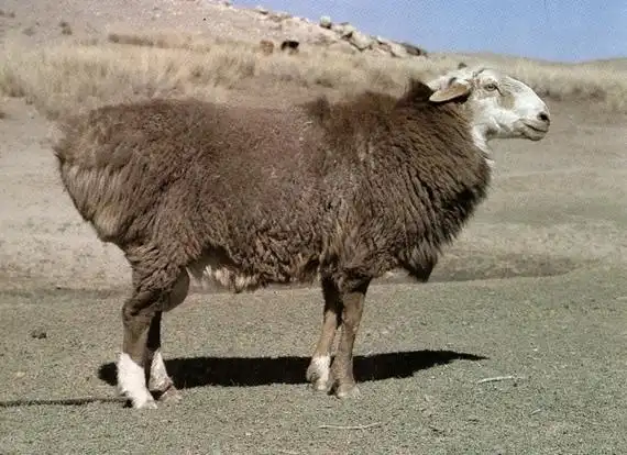 波尔山羊改良的误区