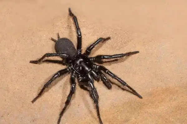 蜘蛛目所有种的通称,没有翅膀,只有4对脚,形态上并不符合,另外蜘蛛