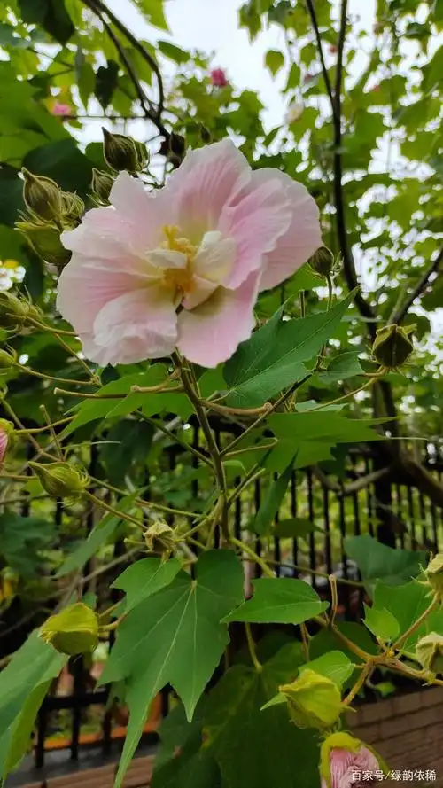 春花秋华 独爱这一树芙蓉