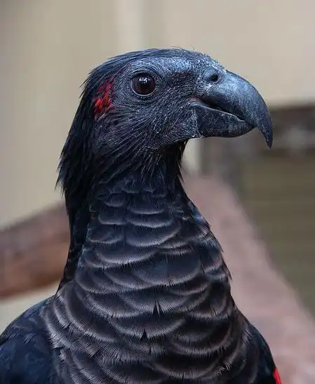 p>彼斯奎氏鹦鹉(学名: i>psittrichas fulgidus /i>):体长46厘米