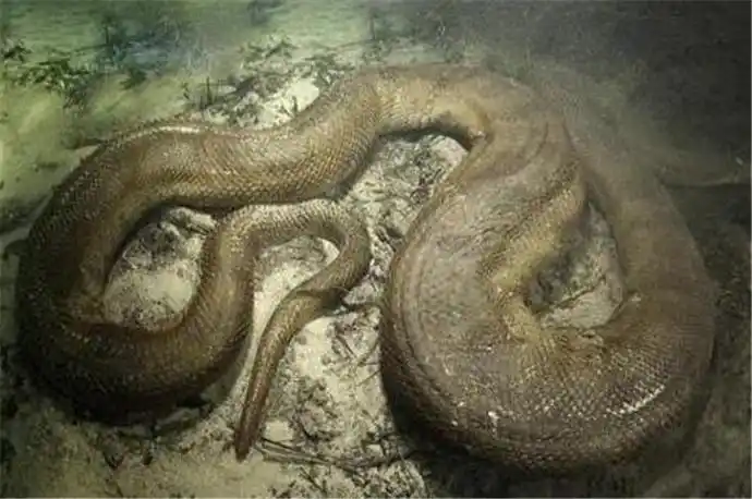 安徽巨蟒渡劫事件 蟒蛇渡劫事件是真的吗