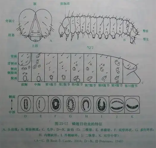 毛毛虫恐惧者慎入!图片部分来自网络.