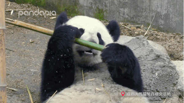 这家伙一口白牙皓齿的,是用了美牙仪吗?_大熊猫