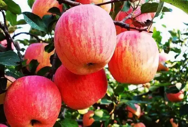 秋天的果实有哪些,秋天成熟的水果有哪些?图1