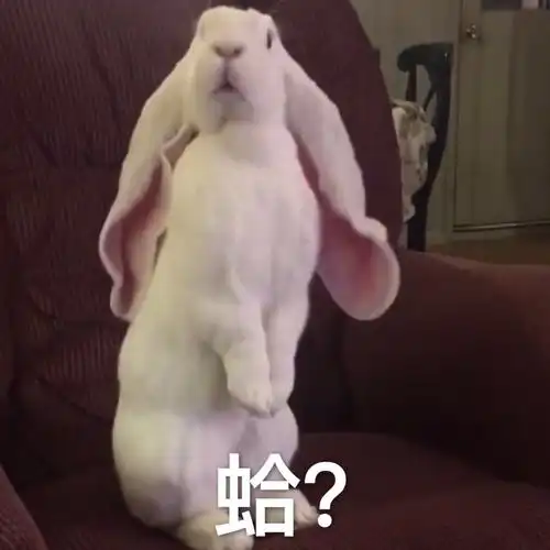 蛤长耳朵兔子长耳朵兔子表情