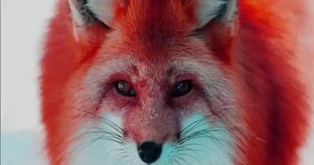 第9章 初见红狐狸-别怕,你的男人是九尾狐神-话本小说网