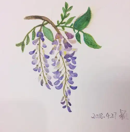 水彩之紫藤花