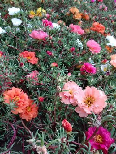 五颜六色盛开的太阳花