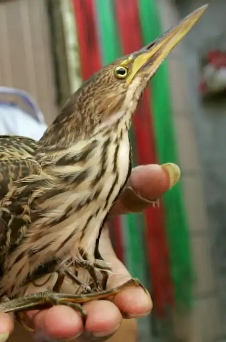 村里飞来怪鸟尖嘴小眼冷不丁还会啄人