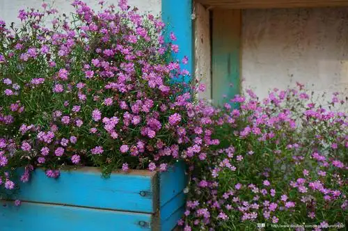 缕丝花/丝石竹 gypsophila elegans