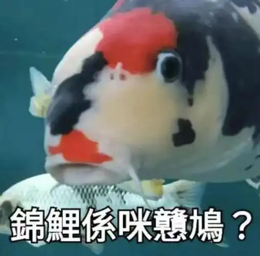 爆火的锦鲤粤语表情包超级有梗想笑死人咩哈哈哈哈哈承包一周的笑点