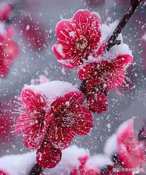 激雪风姿梅花傲雪照片梅朵图片大全梅花上有雪的图片红梅傲雪图片头像